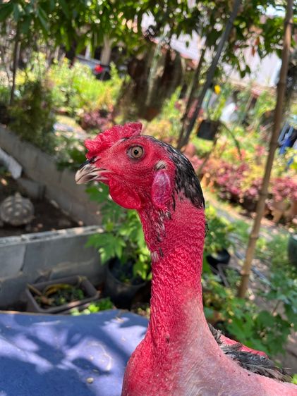 ง่อนร้อยสายเชิงเเผล รูปที่ 10