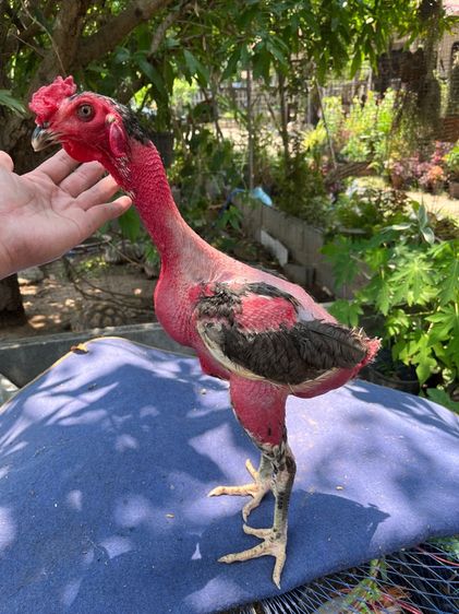 ง่อนร้อยสายเชิงเเผล รูปที่ 2