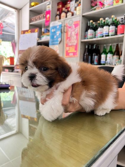 ขายลูกสุนัขขิสุพันธุ์เล็ก รูปที่ 5