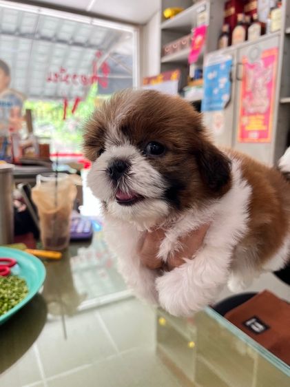 ขายลูกสุนัขขิสุพันธุ์เล็ก รูปที่ 3