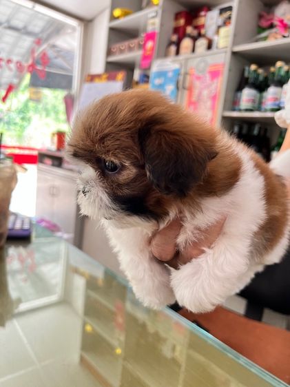 ขายลูกสุนัขขิสุพันธุ์เล็ก รูปที่ 4