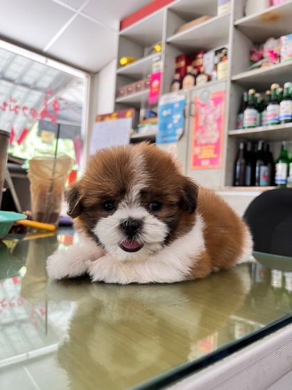ชิสุ (Shih Tzu) ขายลูกสุนัขขิสุพันธุ์เล็ก