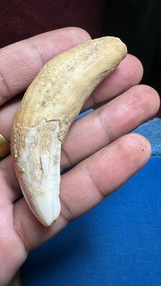 ปล่อยพระค่ะ