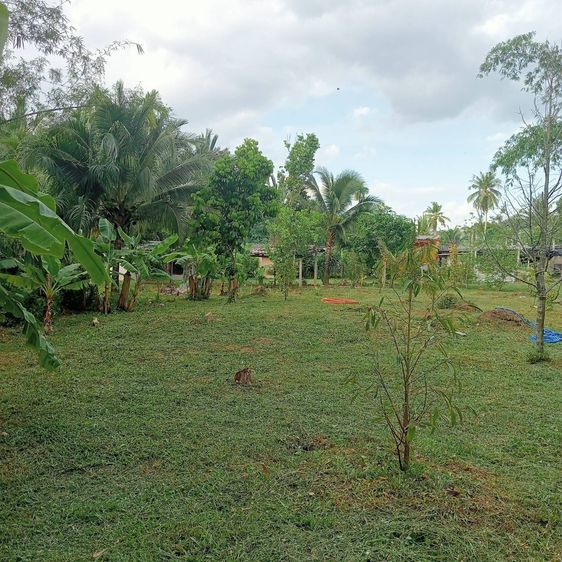 ที่ดิน รูปที่ 2