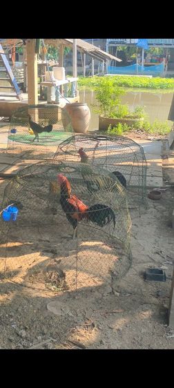 ไก่ชน รูปที่ 2