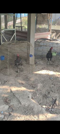 ไก่ชน รูปที่ 3