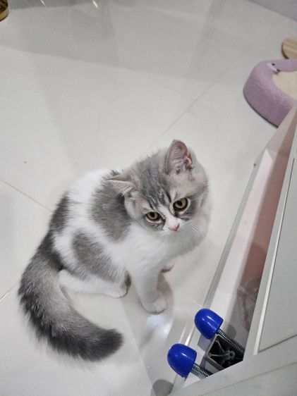 หลุดจอง เพศเมีย พร้อยย้าย  รูปที่ 2