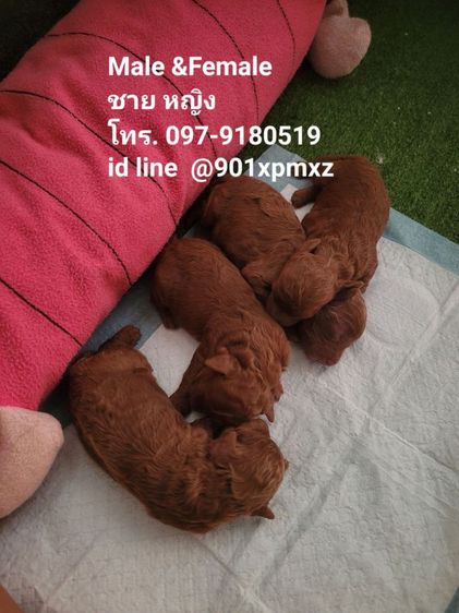 พุดเดิ้ล (Poodle) เล็ก พุดเดิ้ลทอย เกรดพรีเมียม ชุดใหม่ 