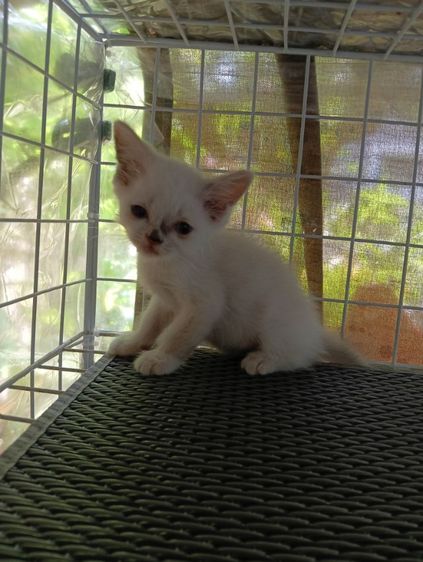 สก็อตติช โฟลด์ (Scottish Fold) สก็อตติช เปอร์เซีย
