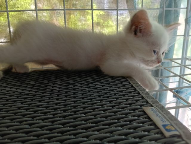 สก็อตติช เปอร์เซีย รูปที่ 6