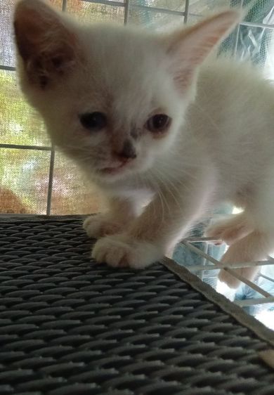 สก็อตติช เปอร์เซีย รูปที่ 3