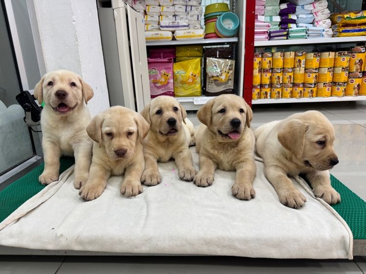 ลาบราดอร์แท้ ผู้ชาย โครงสร้างดี รูปที่ 6