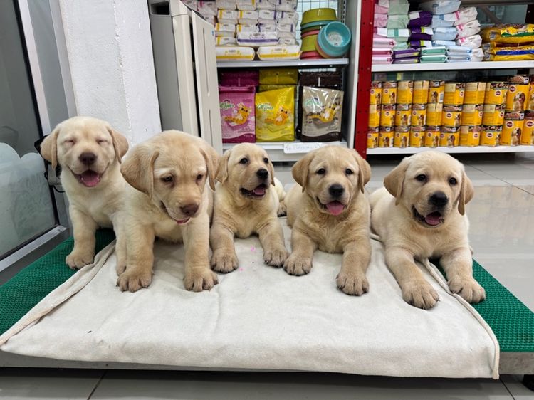 ลาบราดอร์แท้ ผู้ชาย โครงสร้างดี รูปที่ 7