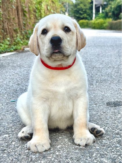 ลาบราดอร์ (Labrador) ใหญ่ ลาบราดอร์แท้ ผู้ชาย โครงสร้างดี