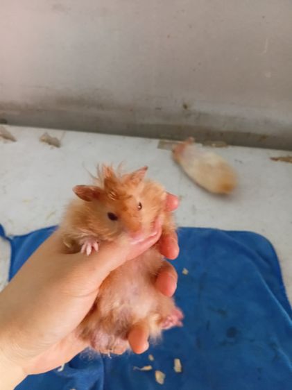 หนูเเฮมเตอร์ใจเเอ้นยุโรปเเท้  รูปที่ 5