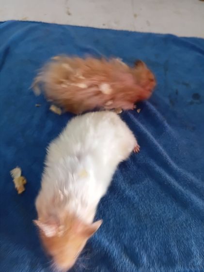 หนูเเฮมเตอร์ใจเเอ้นยุโรปเเท้ 