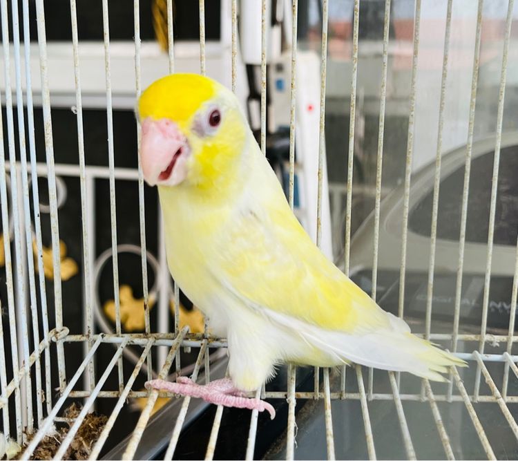 ฟอพัสสีลูกกวาด ตัวเมีย รูปที่ 4