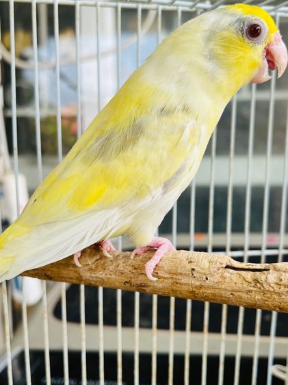 ฟอพัสสีลูกกวาด ตัวเมีย รูปที่ 6