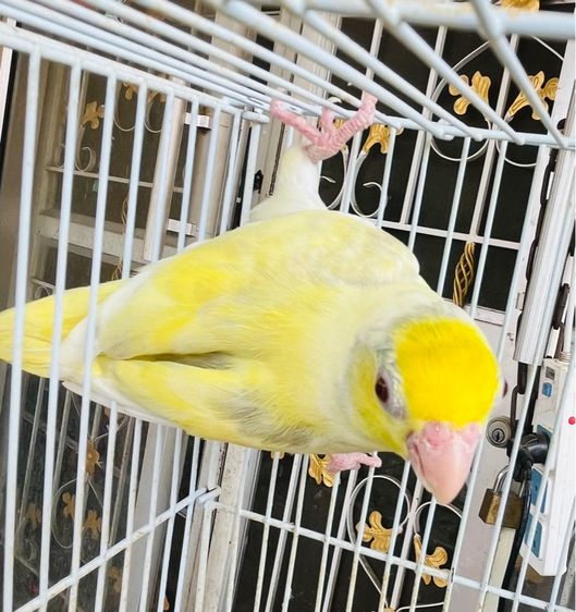 ฟอพัสสีลูกกวาด ตัวเมีย
