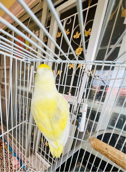 ฟอพัสสีลูกกวาด ตัวเมีย รูปที่ 5