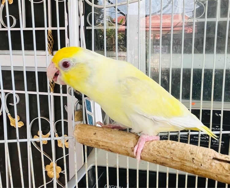 ฟอพัสสีลูกกวาด ตัวเมีย รูปที่ 3