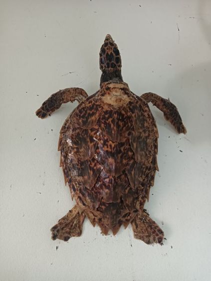 ของสะสมแต่งบ้าน รูปที่ 3