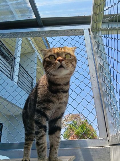 แมวสก๊อตติช รูปที่ 5