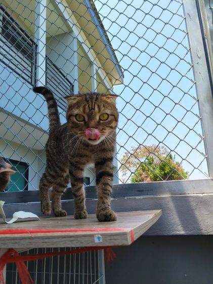 แมวสก๊อตติช รูปที่ 17