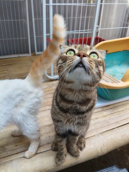 แมวสก๊อตติช รูปที่ 3