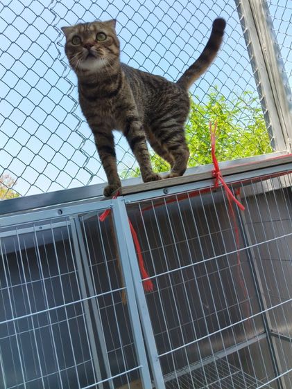 แมวสก๊อตติช รูปที่ 16