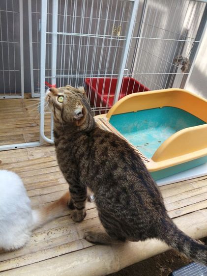 แมวสก๊อตติช รูปที่ 11