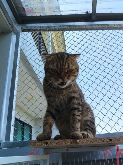 แมวสก๊อตติช รูปที่ 6