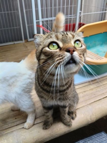 แมวสก๊อตติช รูปที่ 14