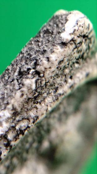 พระสมเด็จ วัดระฆัง บางขุนพรหม วัดเกศไชโย หลวงปู่ภู หลวงปู่นาค รูปที่ 3