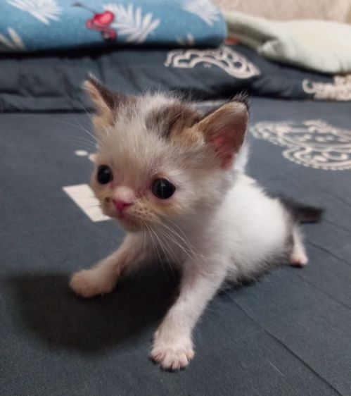 สก็อตติชผสมเปอร์เซียร์ รูปที่ 16