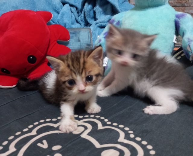 สก็อตติชผสมเปอร์เซียร์ รูปที่ 8