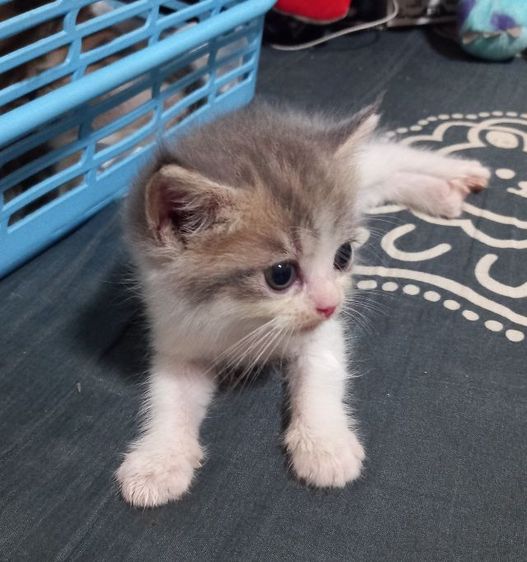 สก็อตติชผสมเปอร์เซียร์ รูปที่ 12