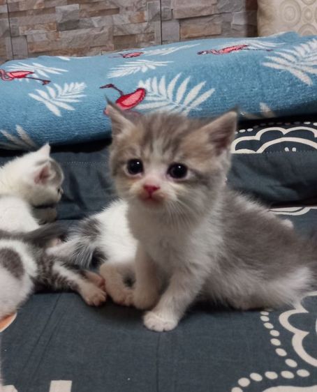 สก็อตติชผสมเปอร์เซียร์ รูปที่ 14