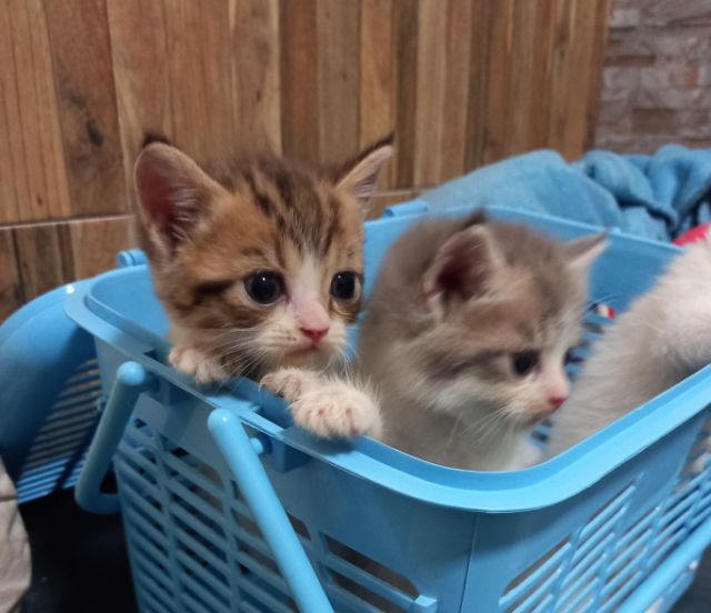 สก็อตติชผสมเปอร์เซียร์ รูปที่ 5