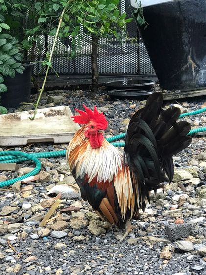 ลูกไก่แจ้ อายุ 1-3เดือน รูปที่ 3