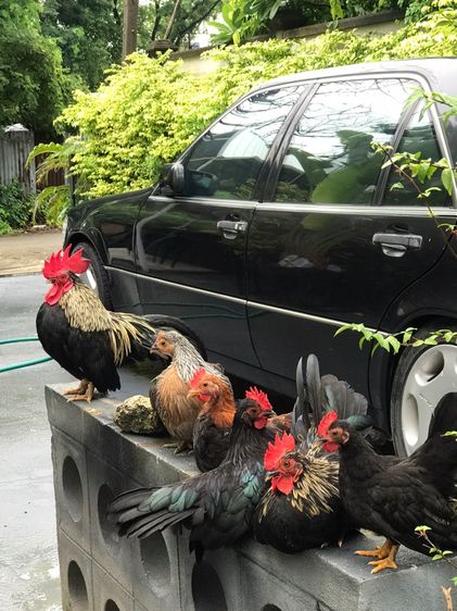 ลูกไก่แจ้ อายุ 1-3เดือน