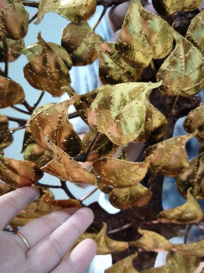  ต้นโพธิ์ทอง ทรัพย์เศรษฐี รูปที่ 6