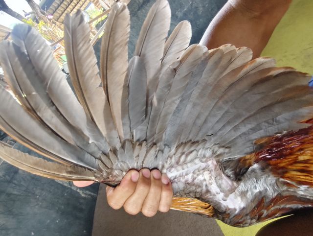 ไก่ชน รูปที่ 2