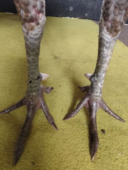 ไก่ชน รูปที่ 4