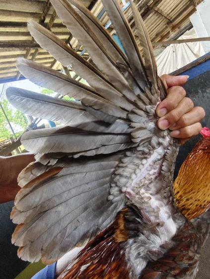 ไก่ชน รูปที่ 3