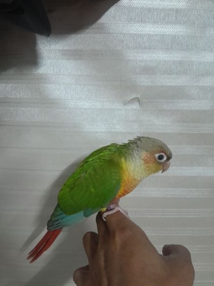 พายเปิล รูปที่ 2