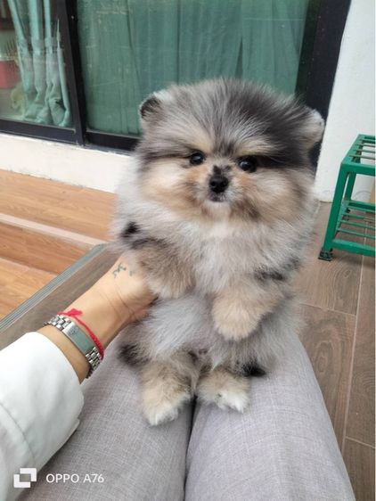 ปอม สีบลูเมอร์เร่  เพศผู้ รูปที่ 5