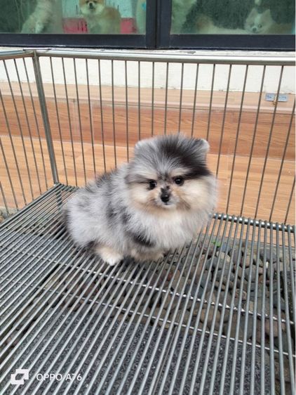 ปอม สีบลูเมอร์เร่  เพศผู้ รูปที่ 2