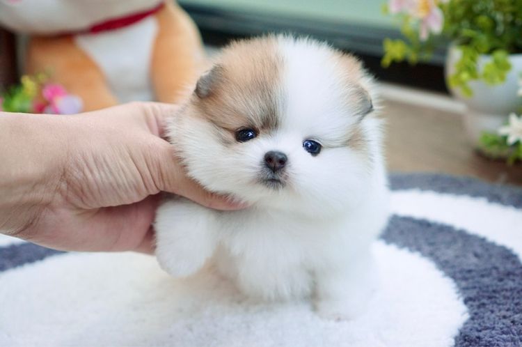 ปอม ปาร์ตี้ เพศเมีย เกรดสวย รูปที่ 3