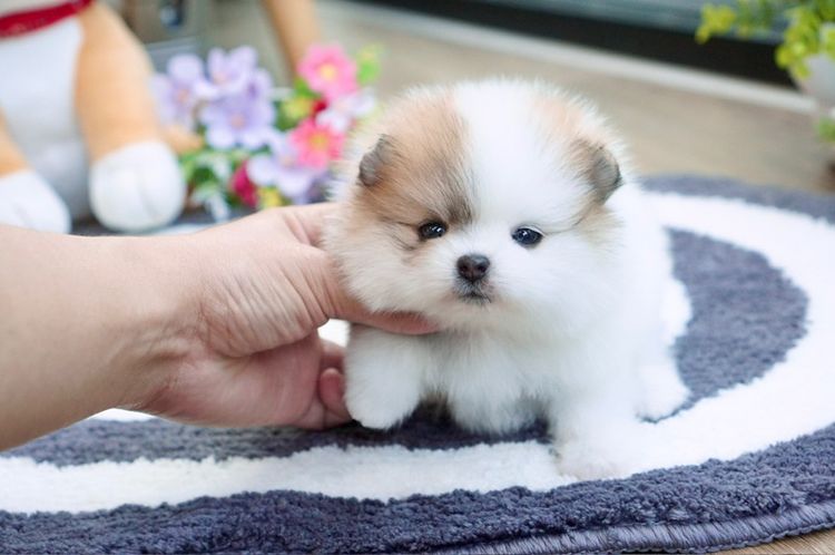 ปอม ปาร์ตี้ เพศเมีย เกรดสวย รูปที่ 6